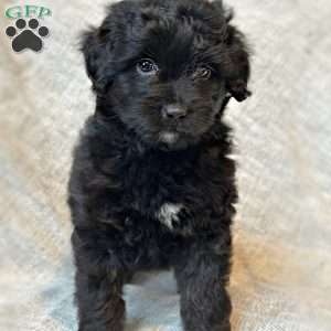 Talullah, Mini Aussiedoodle Puppy